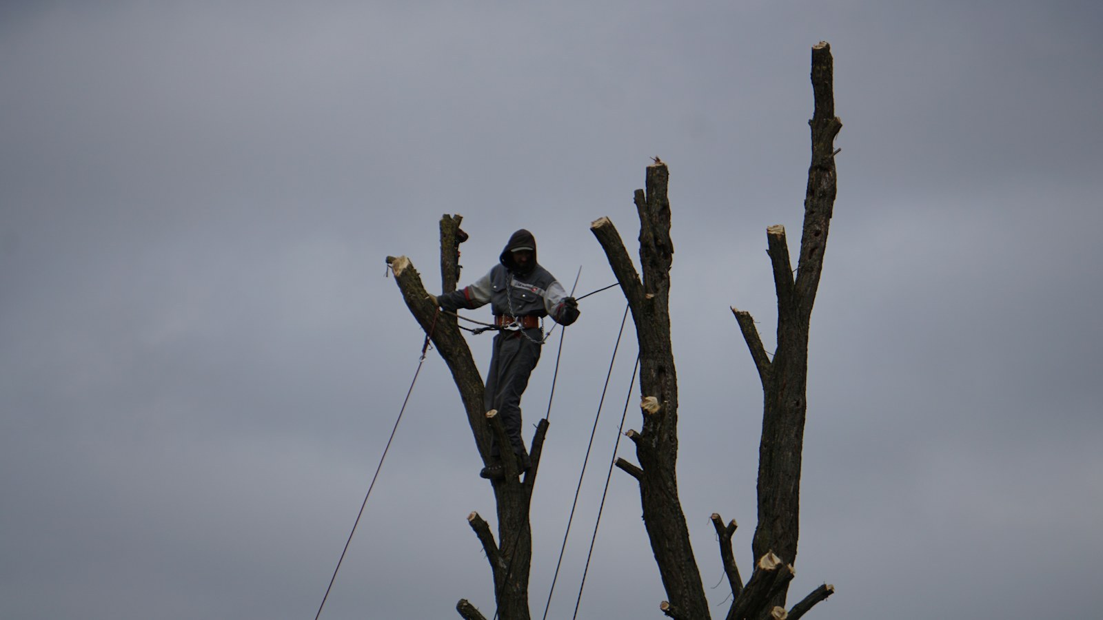 A clean pruning cut