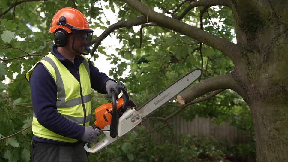 Overhanging branch taken off cleanly: before
