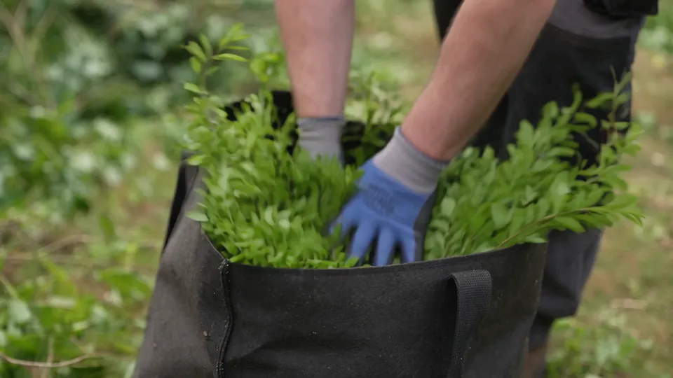 Cuttings bagged and taken away