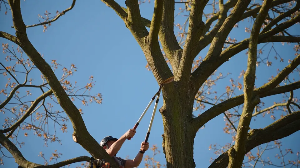 Pruning with long-handled loppers